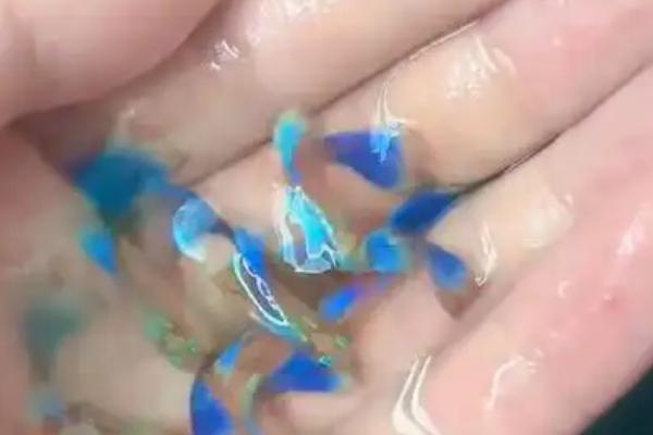 孔雀鱼小鱼的饲养方法，要将温度保持在26℃