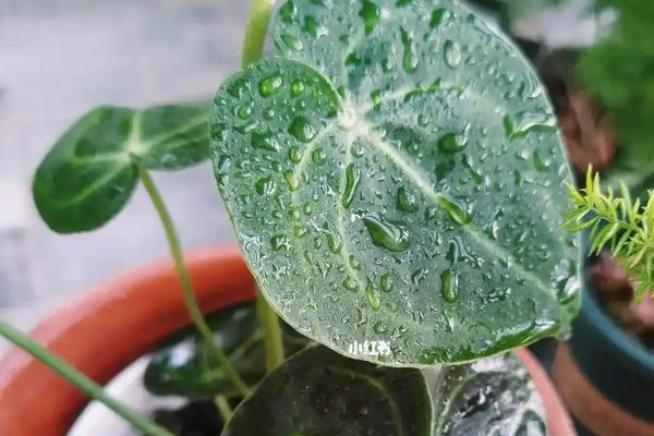 水晶花烛的养殖方法,每年需更换一次盆土