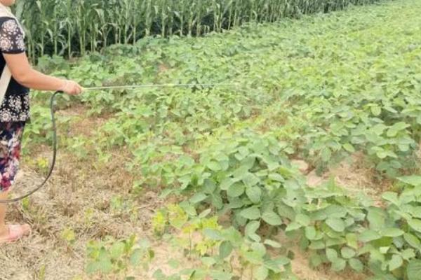 大豆根腐病的原因，可能是土壤潮湿所致