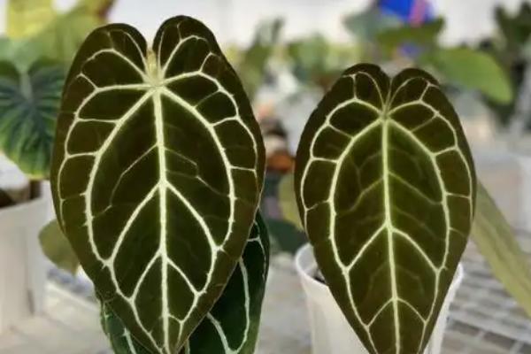 水晶花烛的养殖方法,每年需更换一次盆土