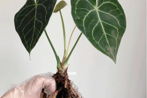 水晶花烛的养殖方法,每年需更换一次盆土