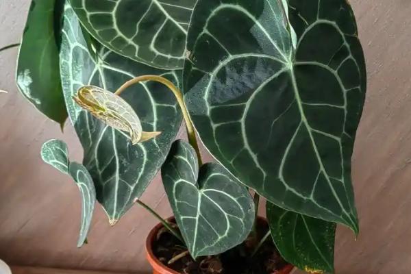 水晶花烛的养殖方法,每年需更换一次盆土