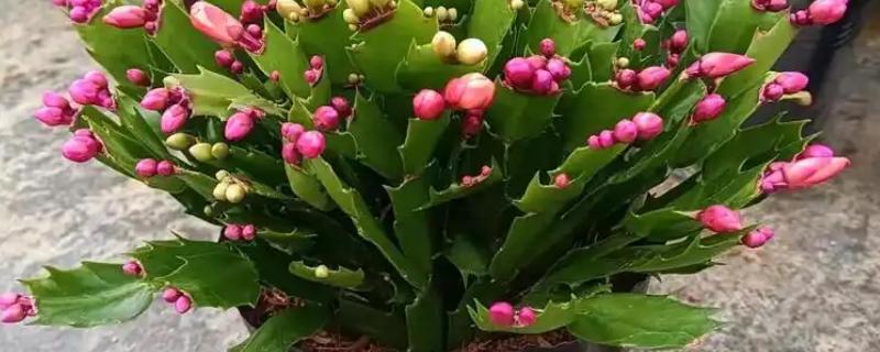 蟹爪兰有没有毒,属于无毒植物