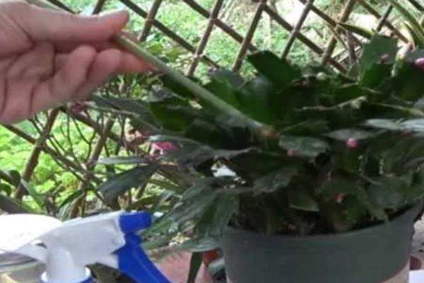 蟹爪兰有没有毒,属于无毒植物