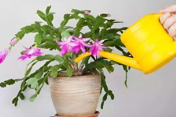 蟹爪兰有没有毒,属于无毒植物