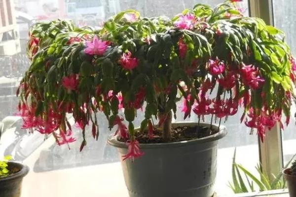 蟹爪兰有没有毒,属于无毒植物