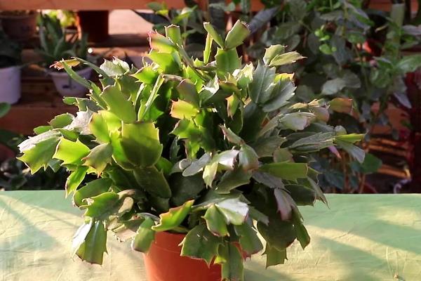 蟹爪兰有没有毒,属于无毒植物