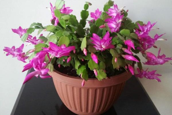 蟹爪兰有没有毒,属于无毒植物