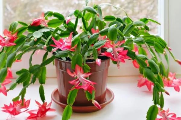 蟹爪兰有没有毒,属于无毒植物