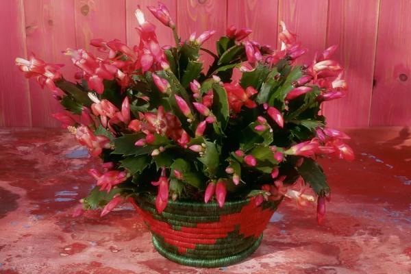 蟹爪兰有没有毒,属于无毒植物