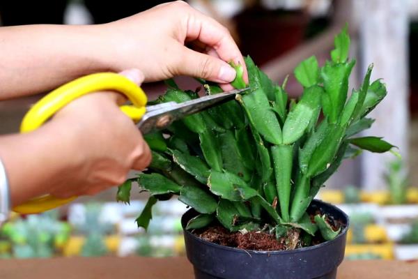 蟹爪兰有没有毒,属于无毒植物