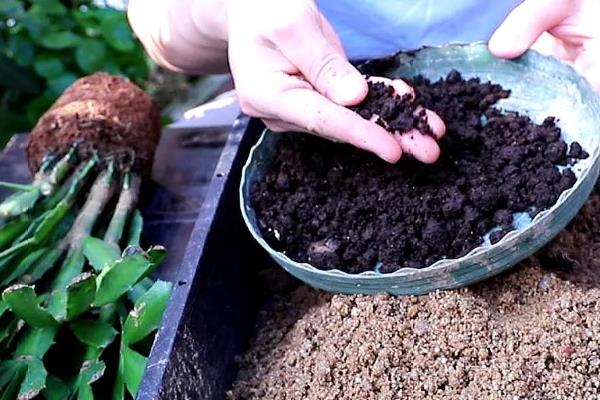 蟹爪兰有没有毒,属于无毒植物