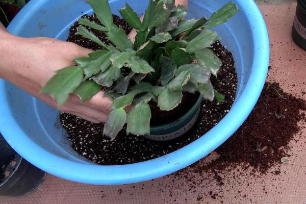 蟹爪兰有没有毒,属于无毒植物