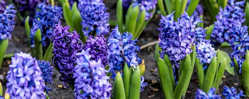 风信子花有没有毒，球茎带有毒素