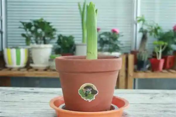 风信子花有没有毒，球茎带有毒素