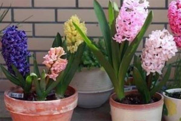 风信子花有没有毒，球茎带有毒素