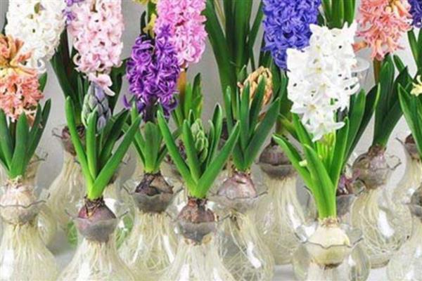 风信子花有没有毒，球茎带有毒素