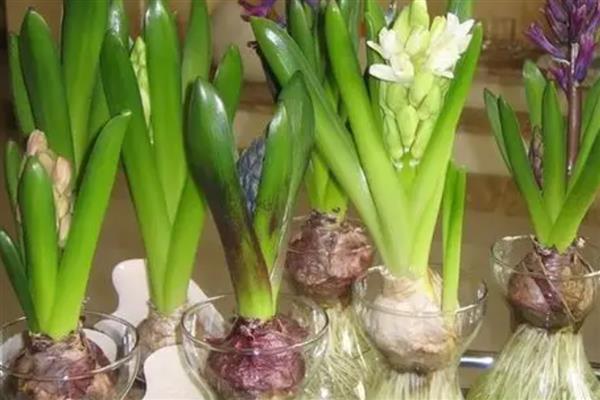 风信子花有没有毒，球茎带有毒素