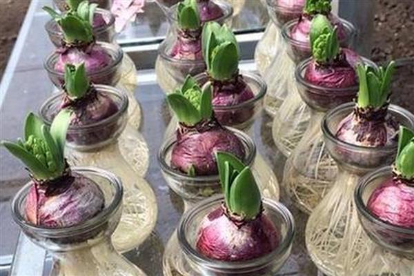 风信子花有没有毒，球茎带有毒素