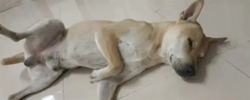 什么是狗狗翻肠子,是一种传染性非常强的传染病