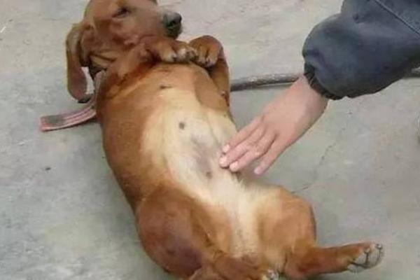 什么是狗狗翻肠子，是一种传染性非常强的传染病