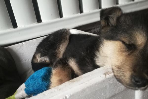 什么是狗狗翻肠子，是一种传染性非常强的传染病