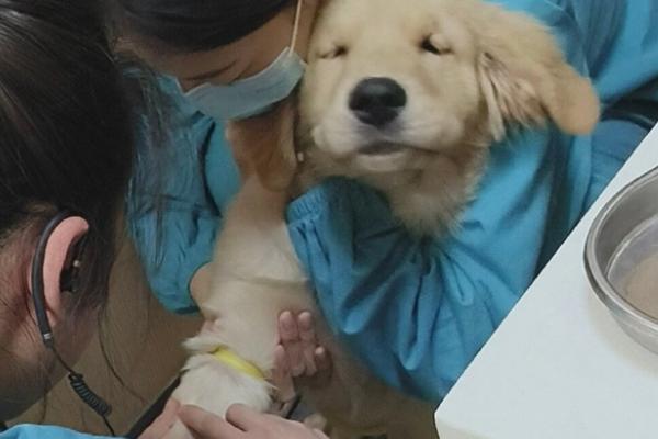 什么是狗狗翻肠子，是一种传染性非常强的传染病