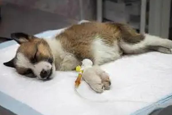 什么是狗狗翻肠子，是一种传染性非常强的传染病