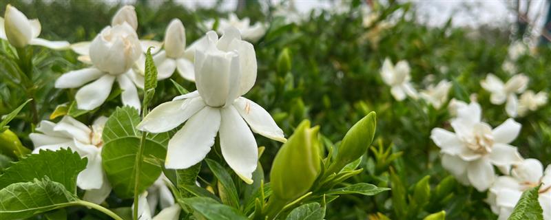 栀子花的主产地，主要集中在华东和西南、中南等地