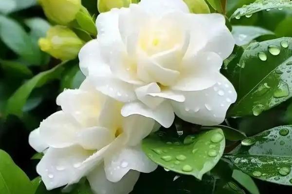 栀子花的主产地，主要集中在华东和西南、中南等地
