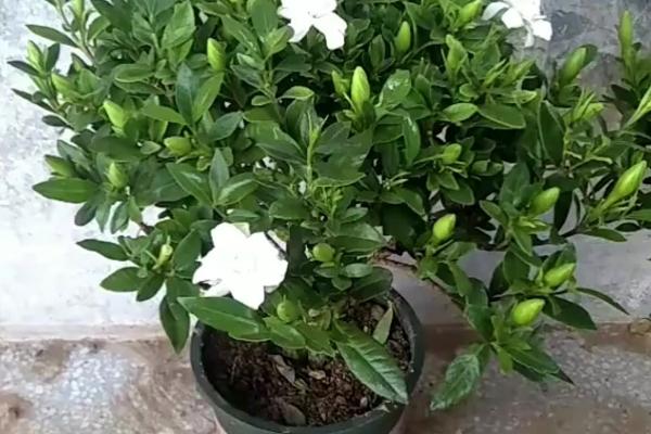栀子花的主产地，主要集中在华东和西南、中南等地