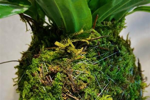干水苔泡多长时间才可以复活，浸泡12-24小时便可重新生长