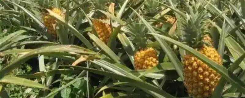 菠萝是不是蜜源植物，可为蜜蜂提供大量的花粉和花蜜