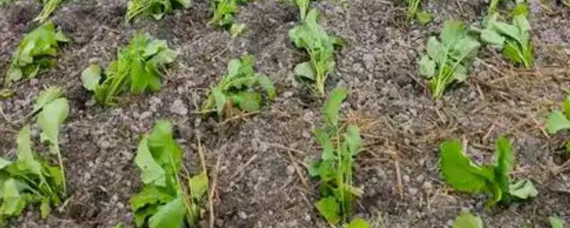 油菜苗多大能移栽，种植40-50天左右进行