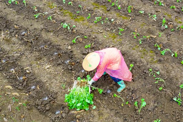 油菜苗多大能移栽，种植40-50天左右进行