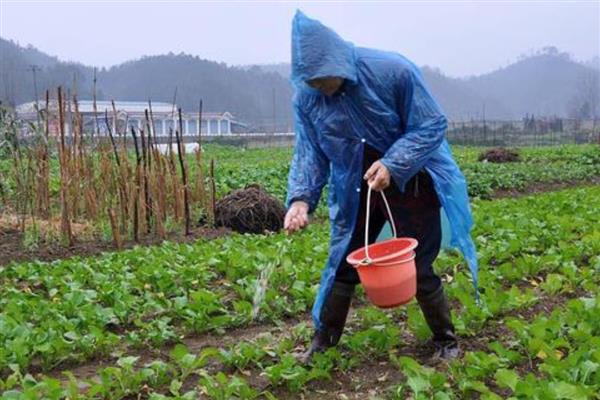 油菜苗多大能移栽，种植40-50天左右进行