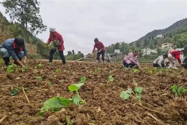 油菜的防涝方法，健全沟系是有效措施