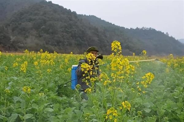 油菜的防涝方法，健全沟系是有效措施