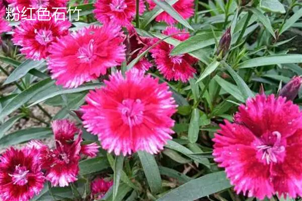 石竹与康乃馨有什么区别，前者呈小伞状、后者的花形没有规则
