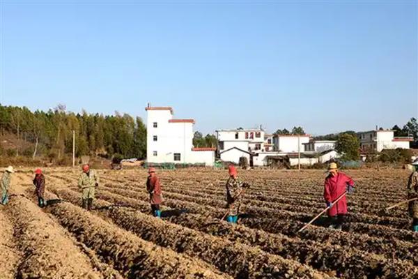 七月份种黄瓜算不算晚，6-8月份期间均可种植