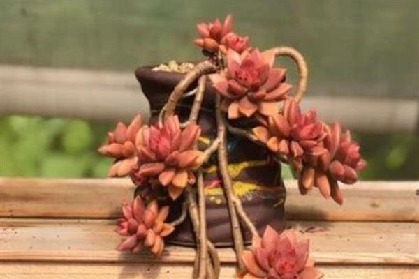 多肉悬崖老桩怎么栽种，要使用较重的花盆