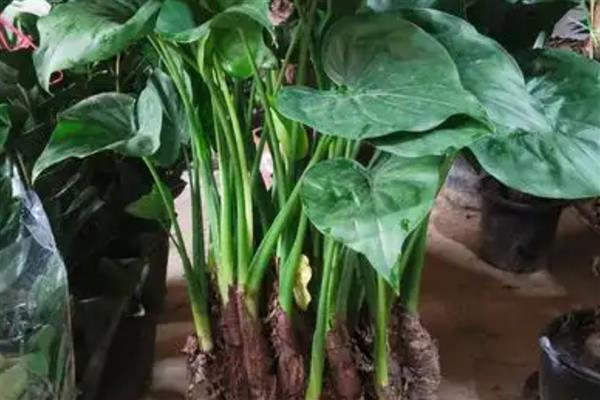 滴水观音老桩能不能发芽，满足水分和光照需求经过2-3个月便会萌发