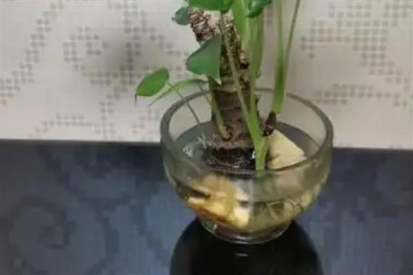 滴水观音老桩能不能发芽，满足水分和光照需求经过2-3个月便会萌发