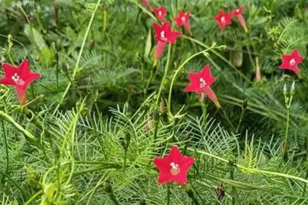 茑萝怎么养殖，夏季要放在阴凉通风处