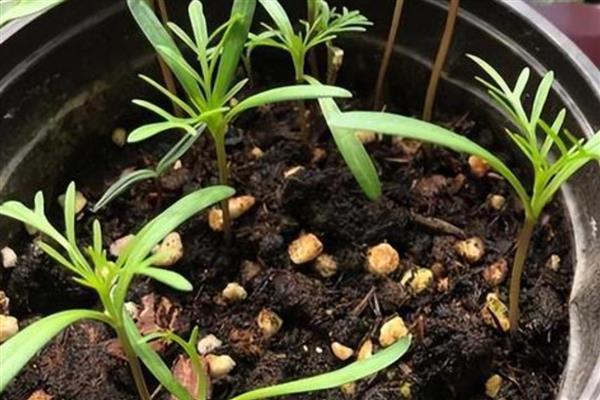 茑萝怎么养殖，夏季要放在阴凉通风处