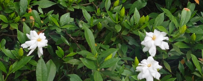 枙子花的开放时间，花期一般为5-6月份