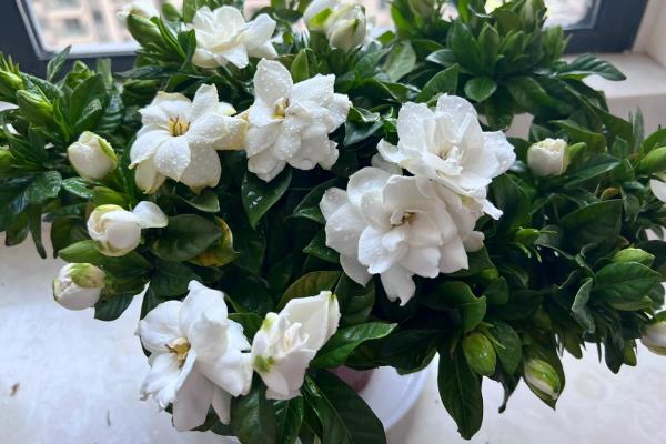 枙子花的开放时间，花期一般为5-6月份