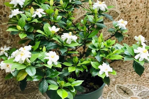 枙子花的开放时间，花期一般为5-6月份