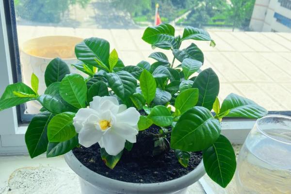 枙子花的开放时间，花期一般为5-6月份