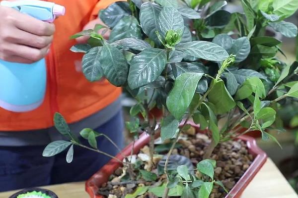 枙子花的开放时间，花期一般为5-6月份